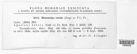 Marasmius rotula image